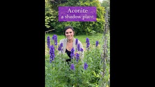 Aconite  A Shadow Plant [upl. by Jody]