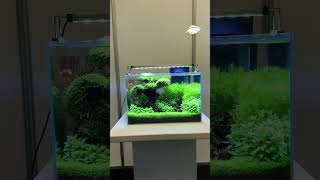 Selbst die kleinsten Aquarien bringen ein Stück Natur ins Wohnzimmer [upl. by Yelruc]