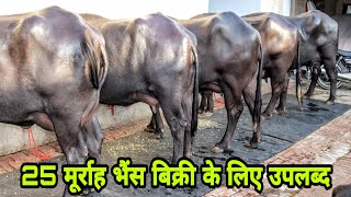 Top Quality 25 to 35 Murrah Buffaloes 🐃 available all Time in Jind [upl. by Basham]