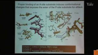 From Structure and Function of Ribosomes to New Antibiotics [upl. by Gen393]