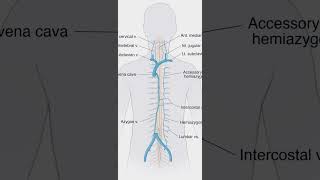 The Spine Your Body’s Most Interesting Anatomy [upl. by Gnuoy]