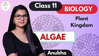 Class 11  Algae Plant Kingdom  NCERT [upl. by Yenruoc120]