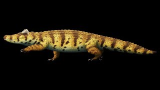 Voay robustus The Extinct Horned Crocodile of Madagascar [upl. by Redmer]