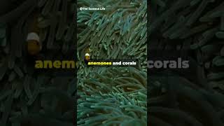 Sea Anemones and Corals underwater seaanemone coral shorts youtubeshorts [upl. by Lexerd909]