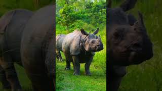 Live video one horned rhino shorts short ytshorts shortvideo [upl. by Sothena]