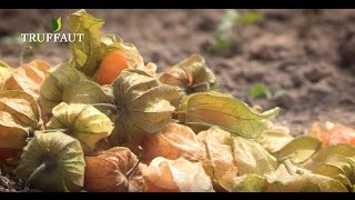 Physalis  culture et entretien du Coqueret du Pérou  Truffaut [upl. by Essined]