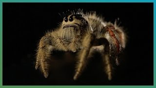 Worlds Biggest Jumping Spider In Slow Motion  Earth Unplugged [upl. by Sallyanne]