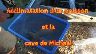 Acclimatation dun poisson et la cave de Michael [upl. by Andonis]