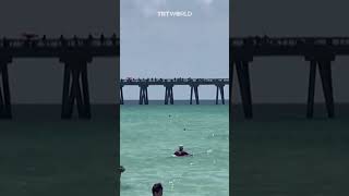 Shark startles swimmers in Florida US [upl. by Marsh]