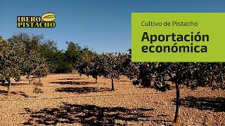 Aportación económica al cultivo del pistacho [upl. by Arykahs937]