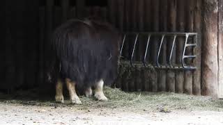 干し草を食べるジャコウウシ Musk ox 2017 0910 [upl. by Sorensen441]