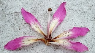 26 ¹Floss Silk Tree Ceiba speciosa [upl. by Arem]