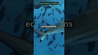 Why Sharks are Vital for Healthy Oceans shorts sharks oceans [upl. by Alin791]