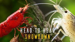 Red Cherry Shrimp VS Amano Shrimp  Which Species Is RIGHT For You [upl. by Harriette134]