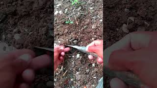 How To Grow 🍑Apricot Fruits From Seed garden shortvideo short shorts apricots howtogrow new [upl. by Lerad]