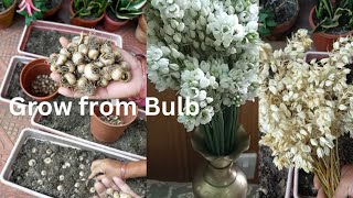 Grow Ornithogalum Plant from bulb  Grow Chincherinchee Plant from bulb [upl. by Toinette730]