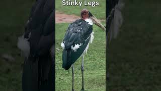 “Marabou Stork Madness The TrashEating FireChasing Bird” shorts critterchronicles [upl. by Assirat436]