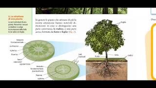 1Cm  Le piante Radici e osmosi capillaritá fusto e foglia [upl. by Barcroft]