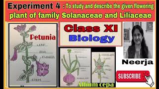 Study flowering plant of families Solanaceae amp LiliaceaeExperiment 4class11biology1st term [upl. by Teddman]