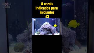 OITO CORAIS INDICADOS PARA INICIANTES shorts 3 [upl. by Lipscomb]