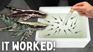 BREEDING Whiptail Catfish  50 Babies Made [upl. by Barcellona549]