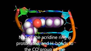 DNA intercalation by acridine4carboxamides [upl. by Eikcor752]