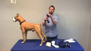 Canine tarsal brace fitting instructions [upl. by Esiuole686]