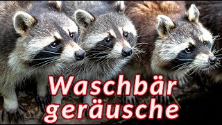 Waschbär geräusche 🦝 Geräusche die ein Waschbär macht 🦝 [upl. by Antoinetta]