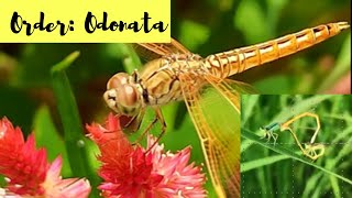 Order Odonata Salient features and examples [upl. by Alanson591]