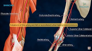 Anatomy of Brachial Artery  Origin  Course  Branches and Relations  USMLE  FMGE and Neet PG [upl. by Anivas]