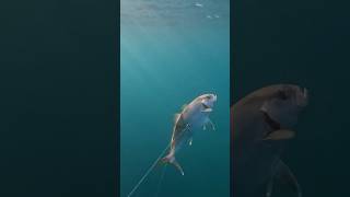 Catching an Amberjack fish in shallow water 🌊 spearfishing fishing pesca diving ocean tunisia [upl. by Ernestus825]