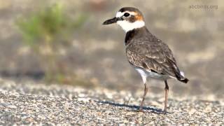 Wilsons Plover Call [upl. by Nylitsirk]