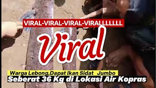 VIRALLLWarga Lebong Dapat Ikan Sidat Jumbo Seberat 36 Kg di Lokasi Air Kopras [upl. by Geer985]