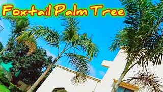 How to grow Foxtail palm tree  Care of Foxtail palm  Urdu Hindi [upl. by Dorrie]