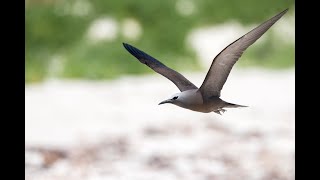 A Common Noddy Day [upl. by Radferd]