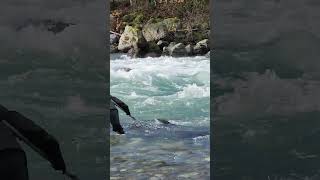 Its not easy to put a really big salmon in a net I ❤️ salmon fishing Vedder river Canada 🇨🇦 20 [upl. by Engis356]