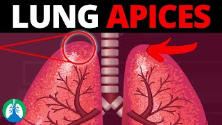 Lung Apices Medical Definition  Quick Explainer Video [upl. by Goddard]