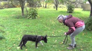 new Giving into leash pressure for shy reactive dogs [upl. by Eitsym743]