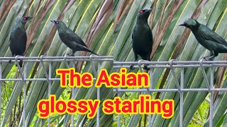 The asian glossy starling birds gloosy starling natural naturalnatural music morningvibes [upl. by Mannes]