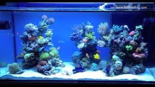 Schwings Reef Tank 500l 130gal 2 months  powered by ATI sunpower Vortech mp40W amp NYOS [upl. by Alisan]