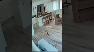 Cat Cam Leaked Footage PART 69 catcam catvideos talkingcat meowing catmeow [upl. by Ninel]