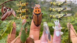 Hunt beautiful insects and collect different types of grasshoppers [upl. by Ennaeilsel]