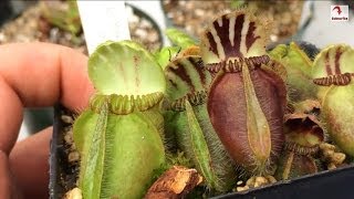 Cephalotus Pitcher Plant Care Triming dead Pitchers amp the Carnivorous Plant soil mix I use for them [upl. by Karlie218]