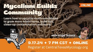 ONLINE Mycelium Builds Community [upl. by Rivy463]