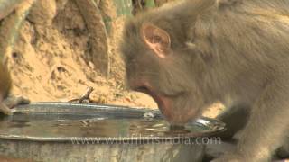 Thirsty Macaques [upl. by Ninaj843]