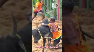 Wow what a catch 😍 tamil jallikattu thanjavur fun funny travel enjoy manjuvirattu village [upl. by Nnairahs]