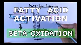 Fatty Acid Activation  Beta Oxidation Part I [upl. by Ahtiek155]