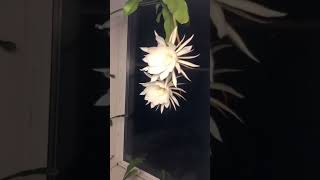 Night Blooming Cereus😍 [upl. by Veronica]