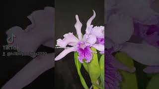 Cattleya lobata SVKLOrchids [upl. by Debbra]