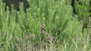 pŕhľaviarik čiernohlavý Saxicola rubicola 3 Kostolište 2852024 [upl. by Aarika]